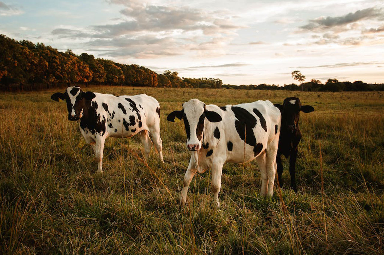 智慧养殖，智慧农牧，数据驱动的智能养牛：揭示养牛业未来发展趋势