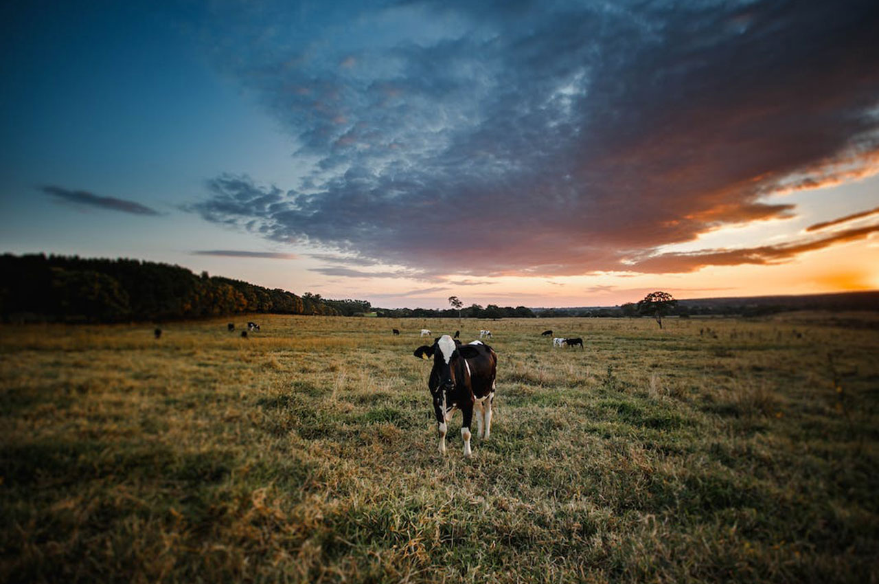 自动化养殖，高效畜牧管理软件：实现畜牧智慧养殖全程可视化！