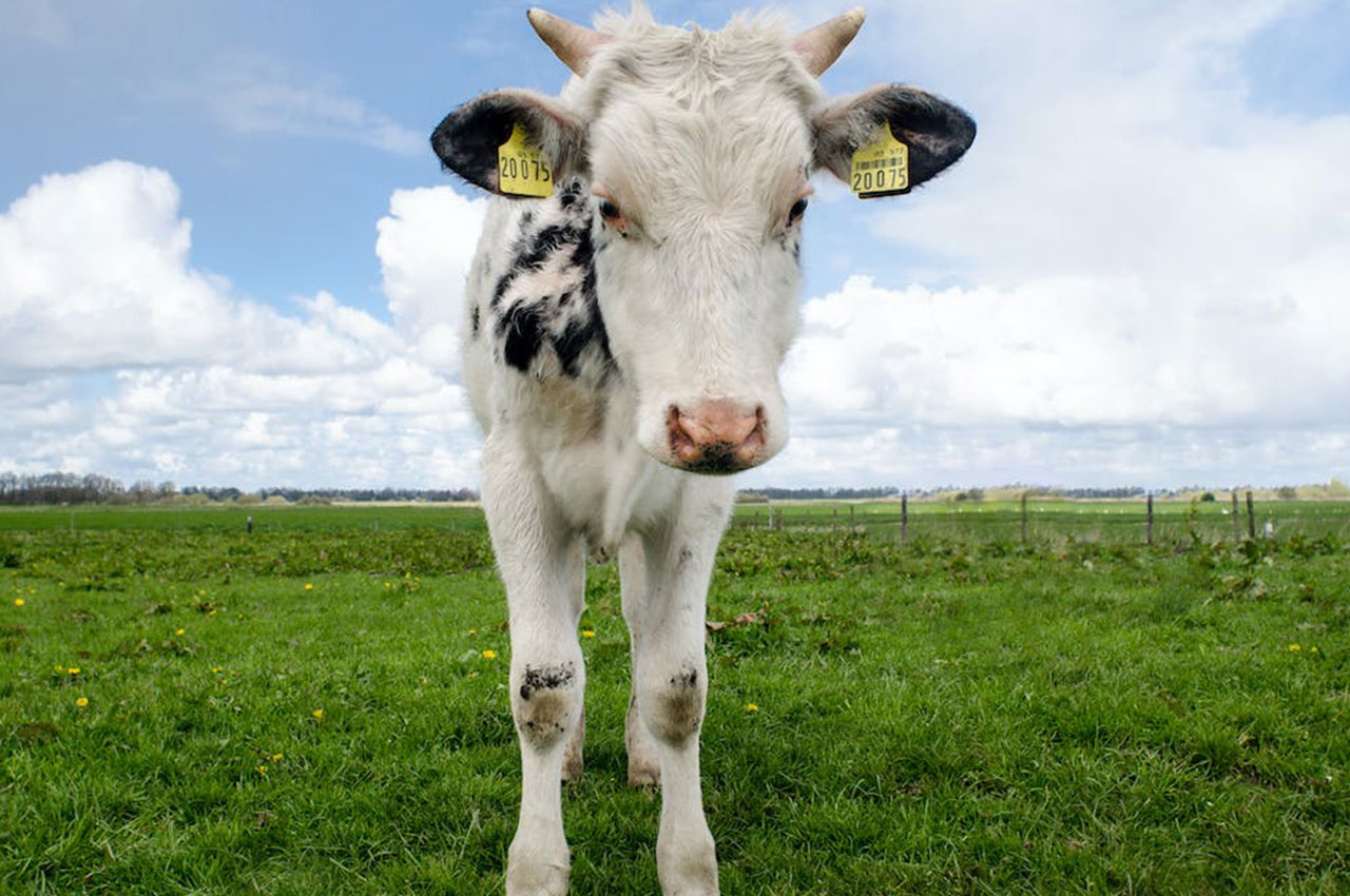 智能养殖，牲畜身份码，畜牧业智慧养殖管理的信息化之钥！