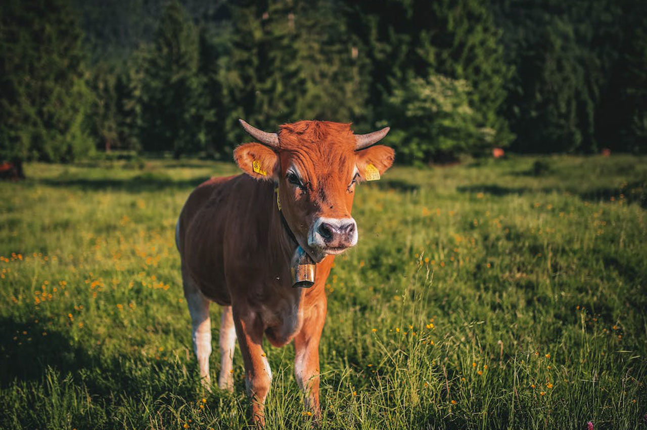 智能养殖，智能养牛场系统设计方案：打造高效精细化管理的养牛场